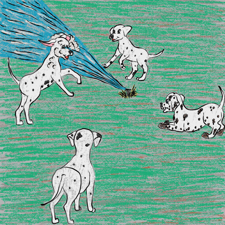 Dalmatian puppies playing